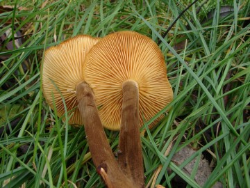 Penízovka sametonohá