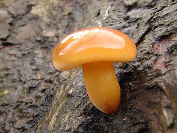 Penízovka sametonohá