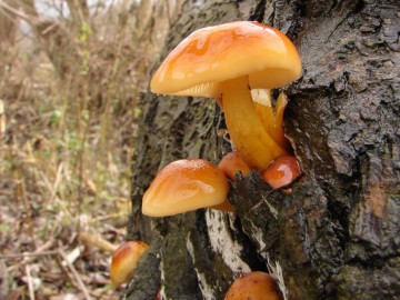 Penízovka sametonohá