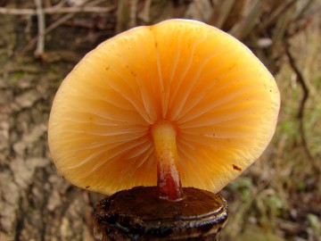 Penízovka sametonohá