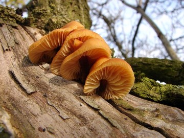 Penízovka sametonohá