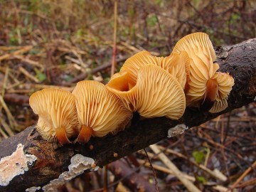 Penízovka sametonohá