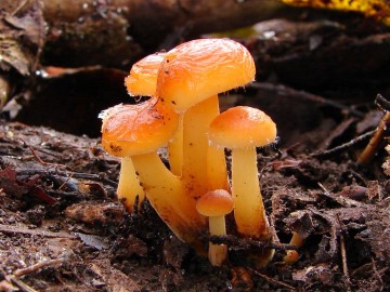 Penízovka sametonohá