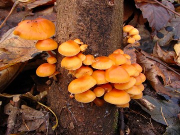 Penízovka sametonohá