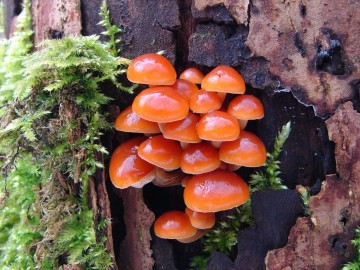 Penízovka sametonohá