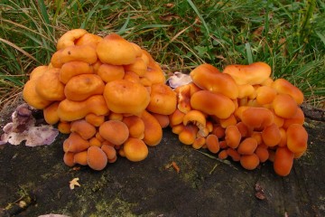 Penízovka sametonohá