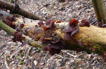 Boltcovitka ucho Jidášovo