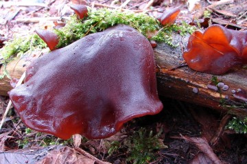 Boltcovitka ucho Jidášovo