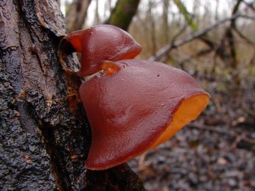 Boltcovitka ucho Jidášovo