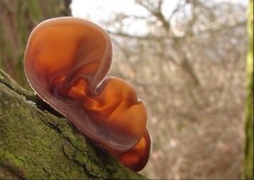 Boltcovitka ucho Jidášovo