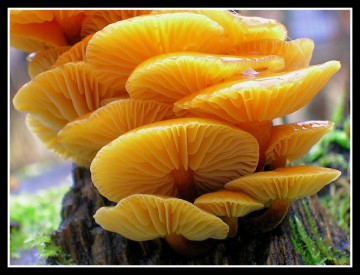 Penízovka sametonohá