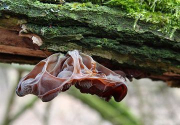 Boltcovitka ucho Jidášovo