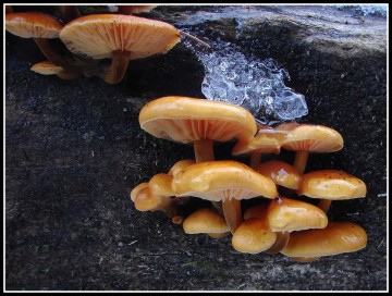 Penízovka sametonohá