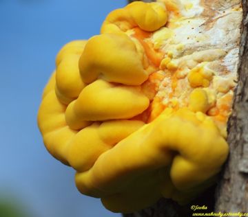Sírovec žlutooranžový