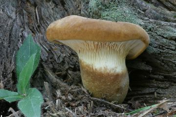 Čechratka černohuňatá