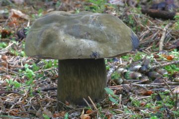 Hřib nachovýtrusý