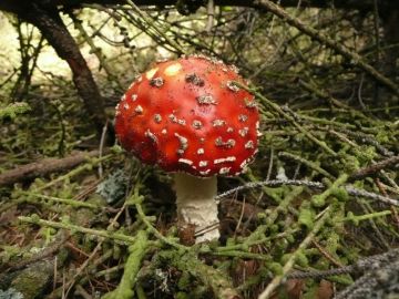 Muchomůrka červená