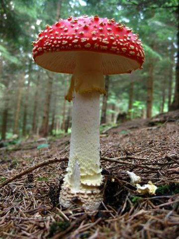 Muchomůrka červená