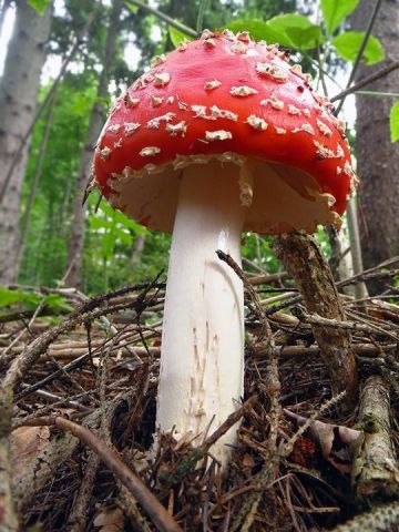 Muchomůrka červená