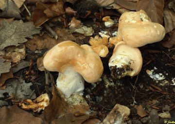 Lišák zprohýbaný