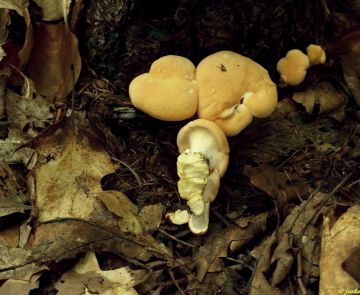 Lišák zprohýbaný