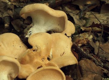 Lišák zprohýbaný