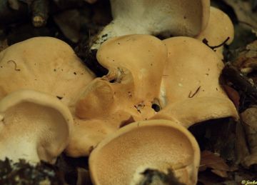 Lišák zprohýbaný