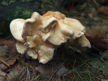 Lišák zprohýbaný