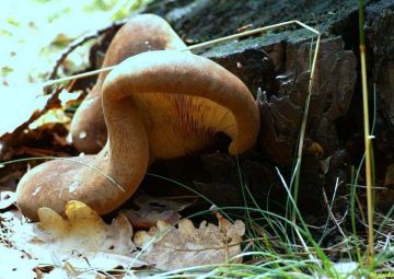 Čechratka černohuňatá