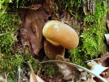 Čechratka černohuňatá