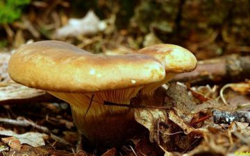 Čechratka černohuňatá