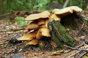 Čechratka černohuňatá