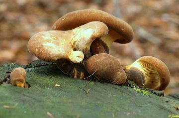 Čechratka černohuňatá