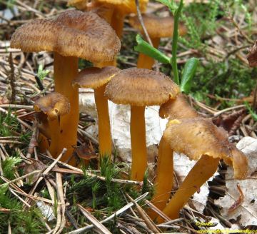 Liška nálevkovitá