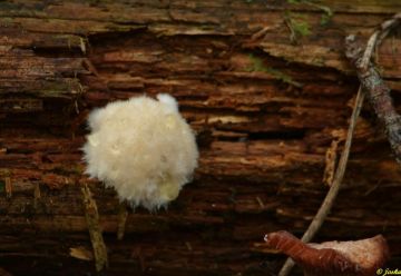 Bělochoroš pýchavkovitý