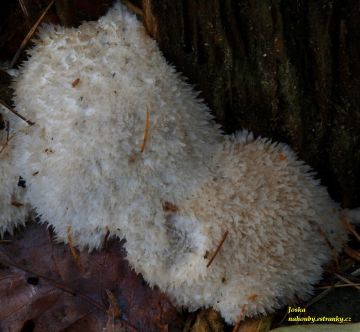 Bělochoroš pýchavkovitý