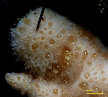 Bělochoroš pýchavkovitý