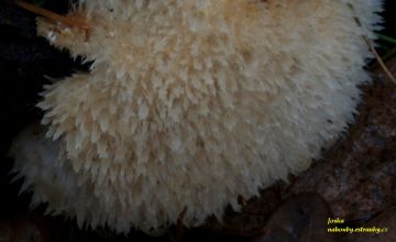 Bělochoroš pýchavkovitý