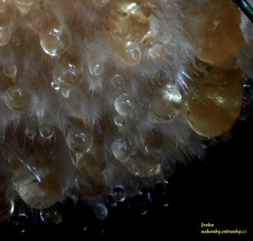 Bělochoroš pýchavkovitý