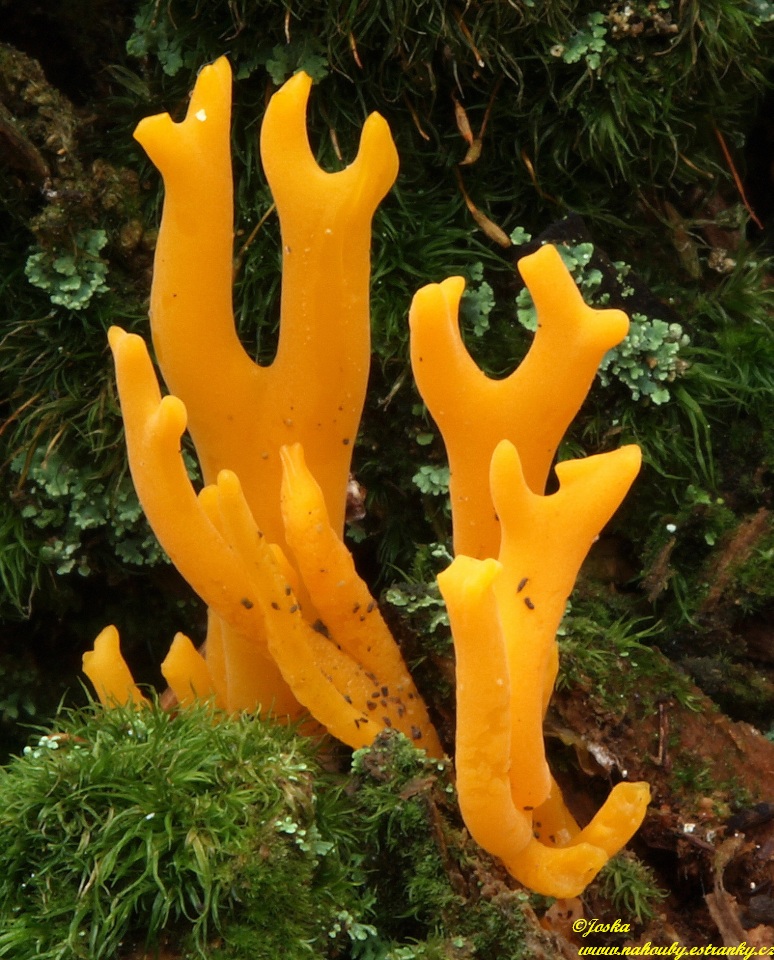 Krásnorůžek lepkavý