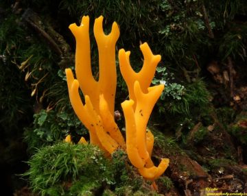 Krásnorůžek lepkavý