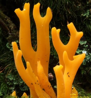 Krásnorůžek lepkavý