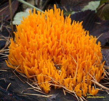 Krásnorůžek lepkavý