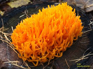 Krásnorůžek lepkavý