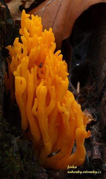 Krásnorůžek lepkavý