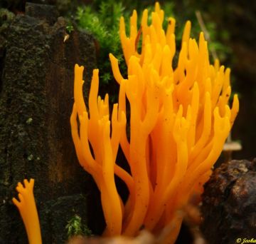 Krásnorůžek lepkavý