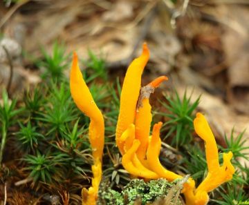 Krásnorůžek lepkavý