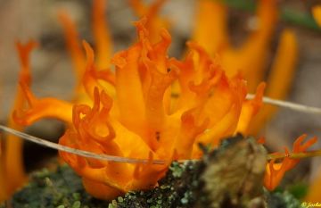 Krásnorůžek lepkavý