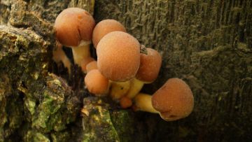 Křehutka vodomilná