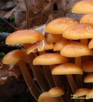 Penízovka sametonohá